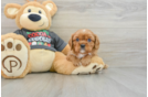 Cavalier King Charles Spaniel Pup Being Cute