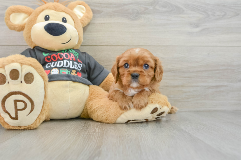 Cavalier King Charles Spaniel Pup Being Cute