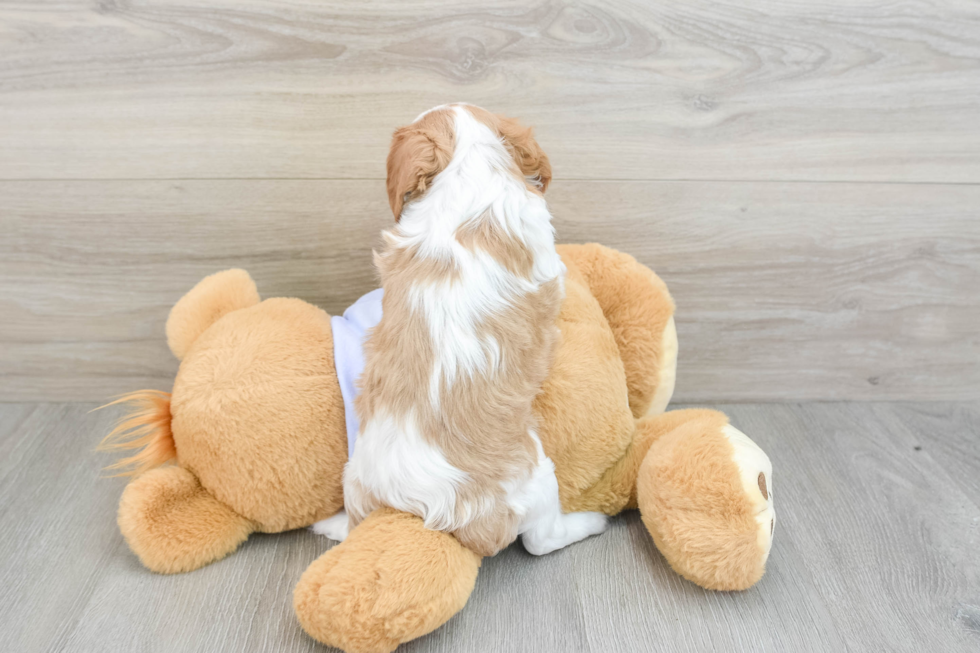 Sweet Cavalier Purebred Puppy