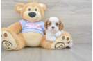 Best Cavalier King Charles Spaniel Baby