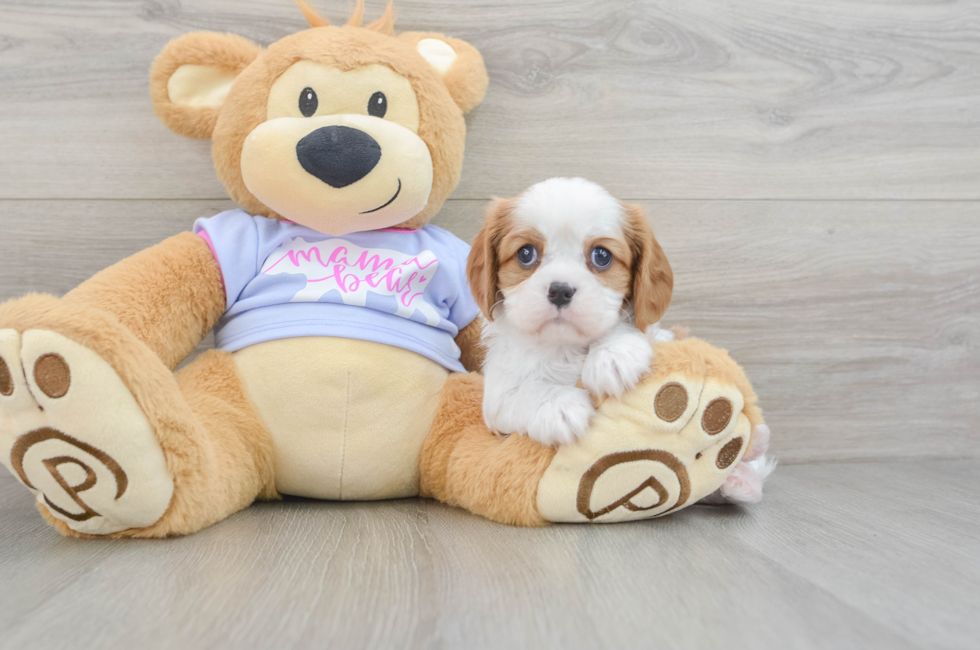 5 week old Cavalier King Charles Spaniel Puppy For Sale - Premier Pups