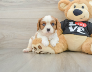 5 week old Cavalier King Charles Spaniel Puppy For Sale - Premier Pups