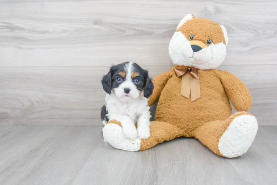 Best Cavalier King Charles Spaniel Baby