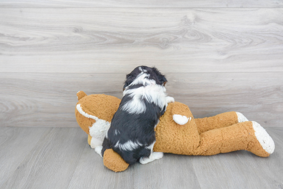 Little Cavalier King Charles Spaniel Purebred Pup