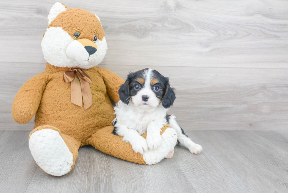 Cavalier King Charles Spaniel Pup Being Cute