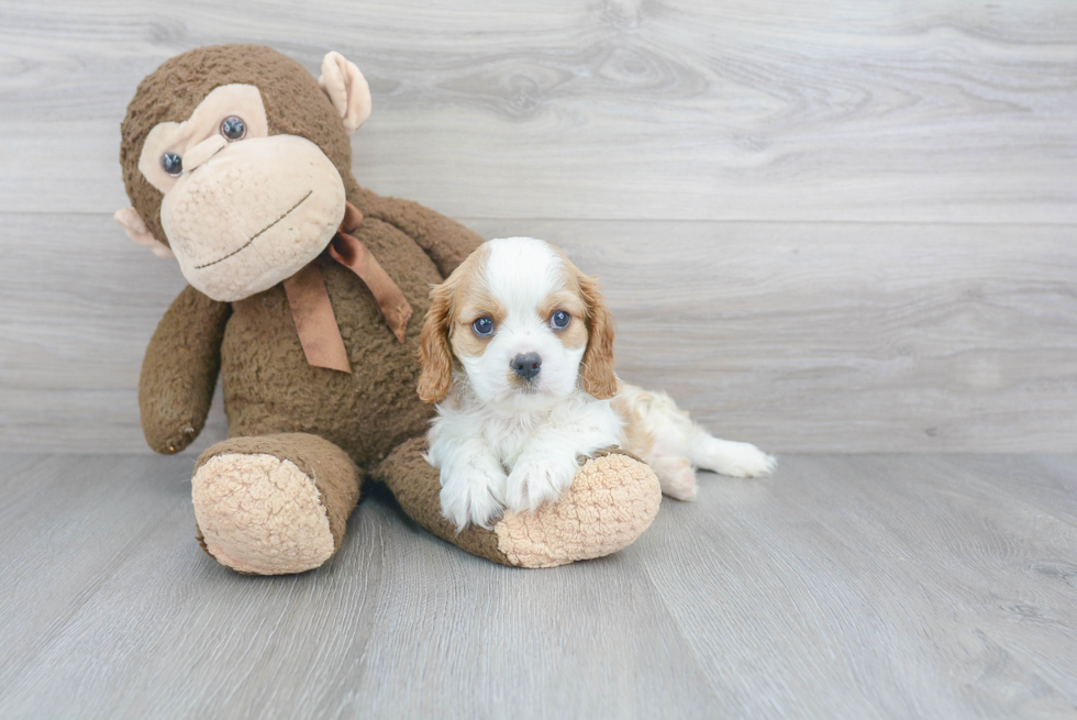 Sweet Cavalier King Charles Spaniel Purebred Puppy