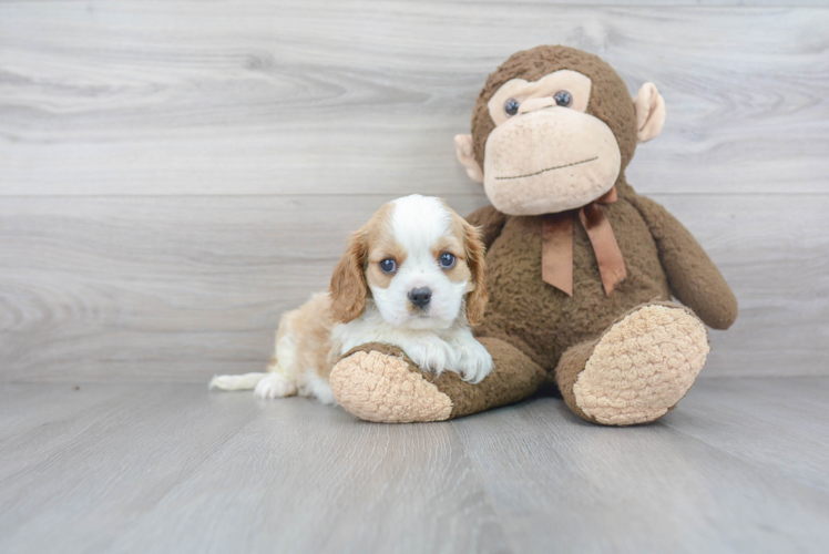 Best Cavalier King Charles Spaniel Baby