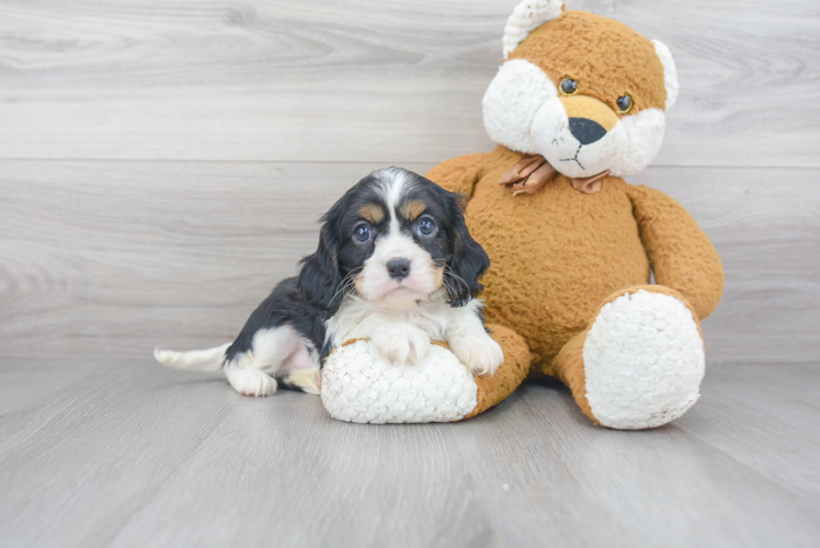 Smart Cavalier King Charles Spaniel Purebred Puppy