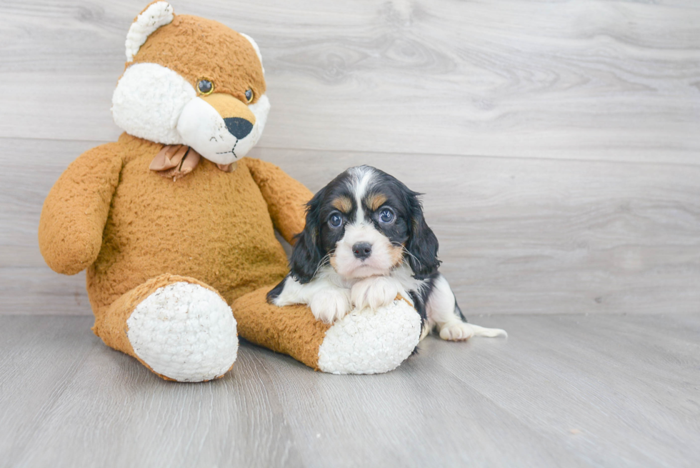 Best Cavalier King Charles Spaniel Baby