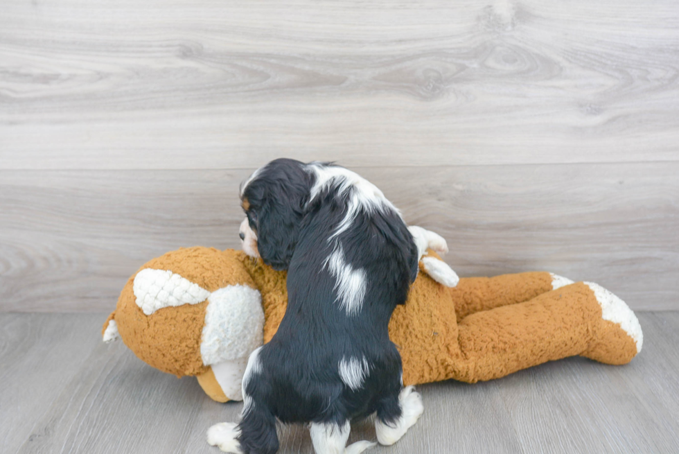 Hypoallergenic Cavalier King Charles Spaniel Baby