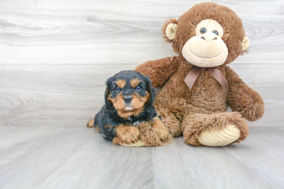 Happy Cavalier King Charles Spaniel Purebred Puppy