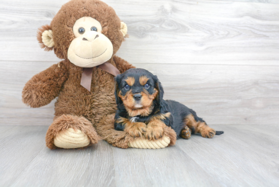 Cavalier King Charles Spaniel Puppy for Adoption