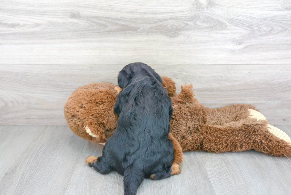 Cavalier King Charles Spaniel Pup Being Cute