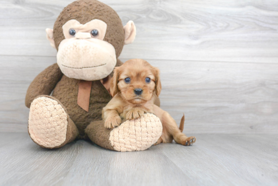 Playful Cavalier King Charles Spaniel Baby