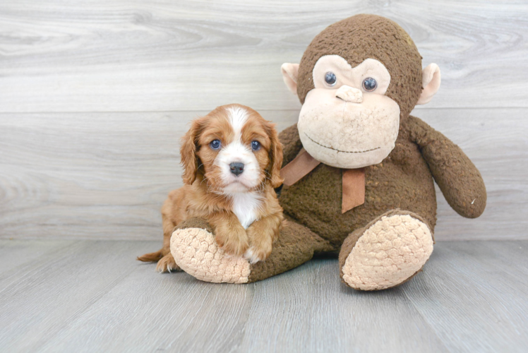 Cavalier King Charles Spaniel Puppy for Adoption