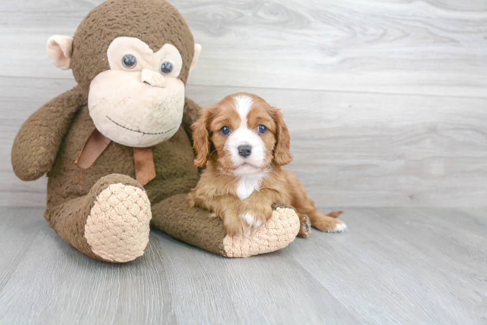 Best Cavalier King Charles Spaniel Baby