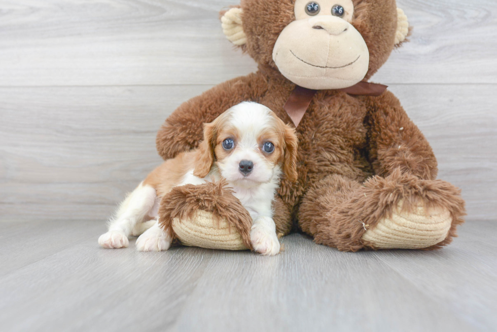 Cavalier King Charles Spaniel Pup Being Cute