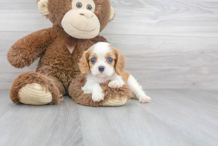 Popular Cavalier King Charles Spaniel Baby