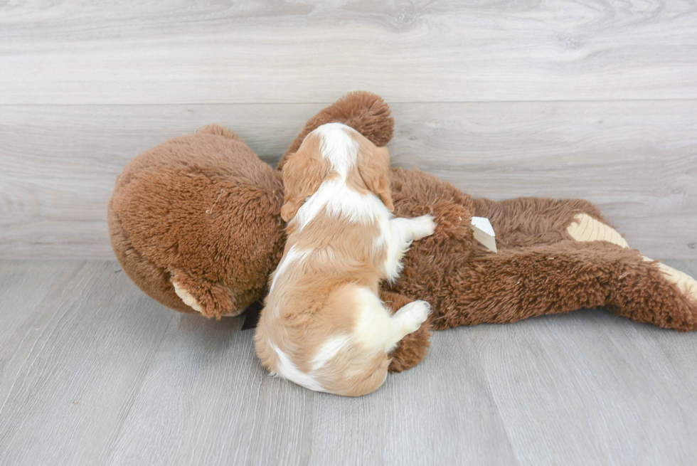 Friendly Cavalier King Charles Spaniel Baby