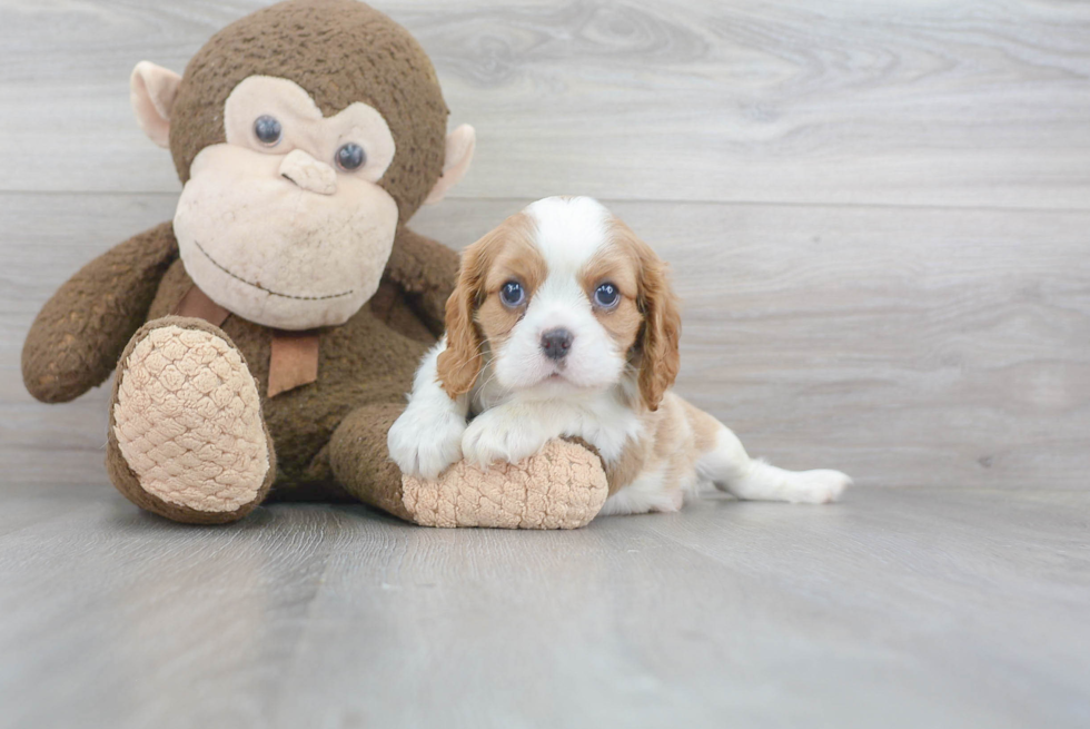 Smart Cavalier King Charles Spaniel Purebred Puppy