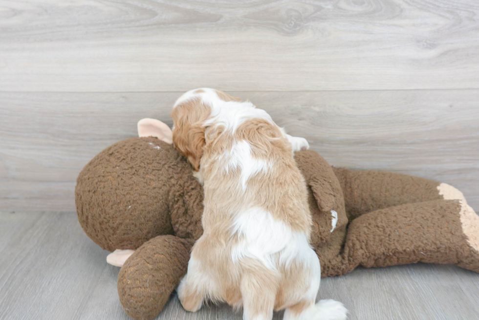 Fluffy Cavalier King Charles Spaniel Purebred Puppy