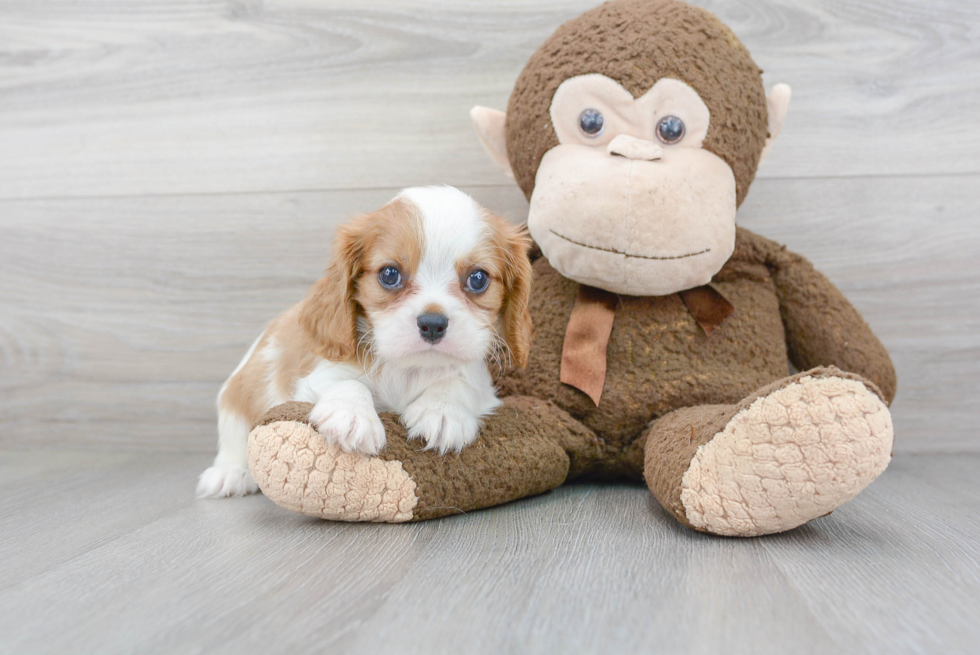 Best Cavalier King Charles Spaniel Baby