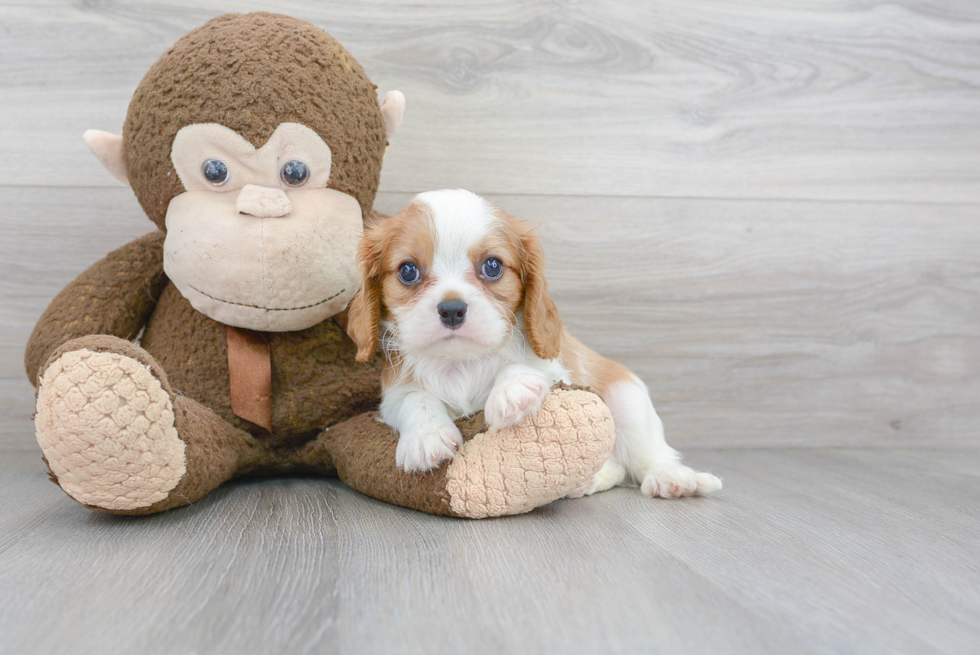 Happy Cavalier King Charles Spaniel Purebred Puppy