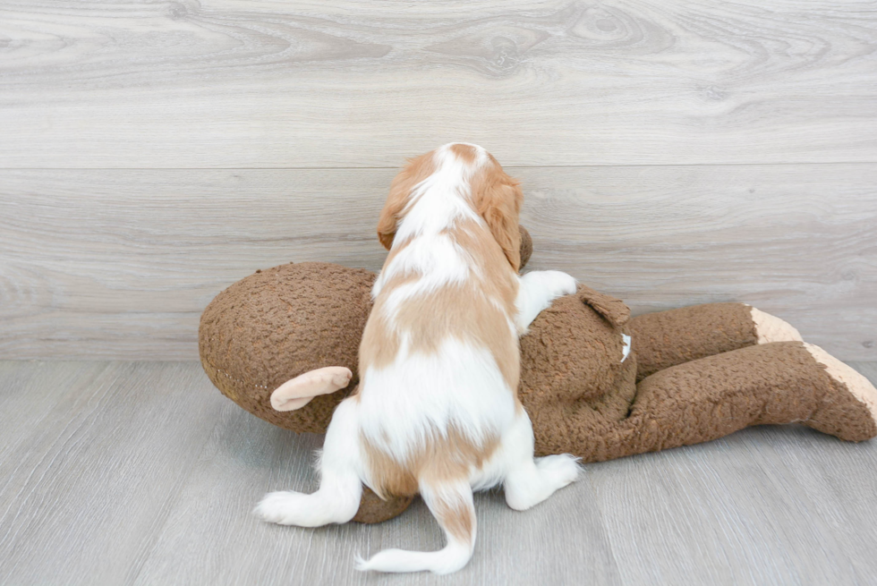 Cavalier King Charles Spaniel Pup Being Cute