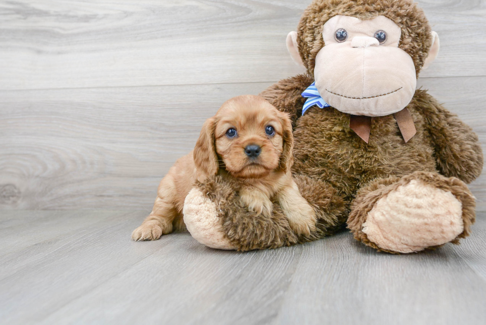 Happy Cavalier King Charles Spaniel Purebred Puppy