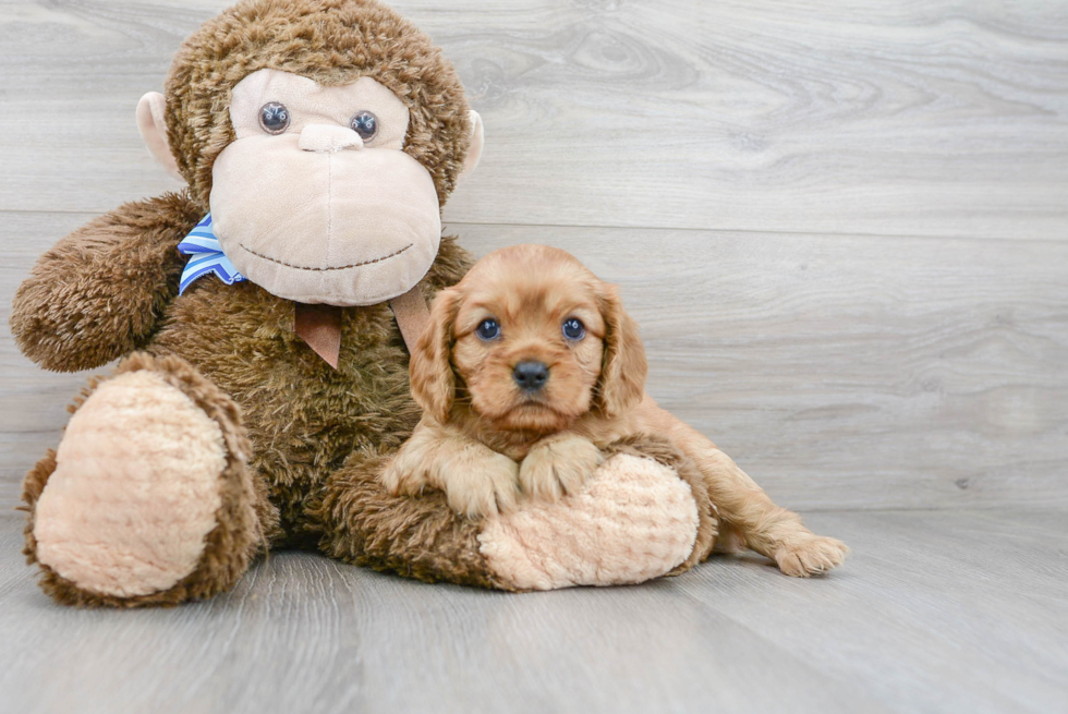 Hypoallergenic Cavalier King Charles Spaniel Purebred Pup