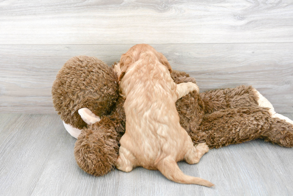 Best Cavalier King Charles Spaniel Baby