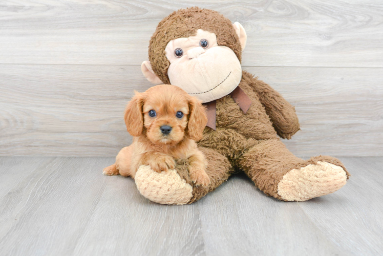 Cavalier King Charles Spaniel Puppy for Adoption