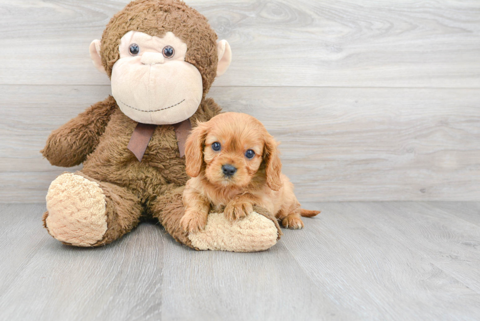 Hypoallergenic Cavalier King Charles Spaniel Purebred Pup