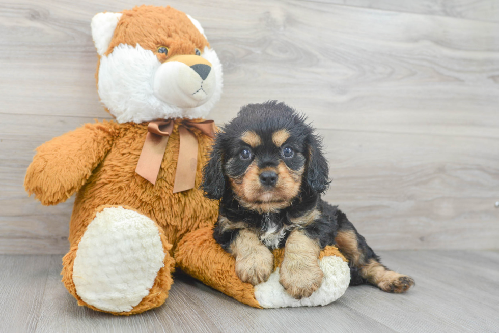 Cavalier King Charles Spaniel Pup Being Cute