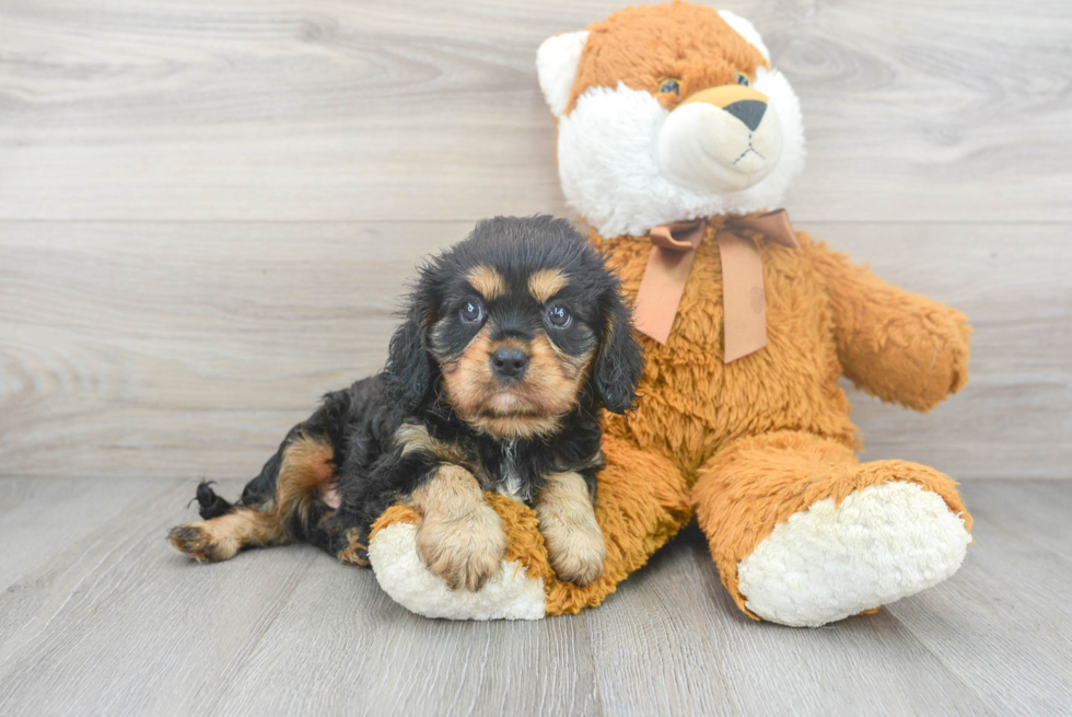 Little Cavalier King Charles Spaniel Baby