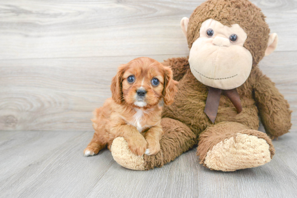 Little Cavalier King Charles Spaniel Purebred Pup