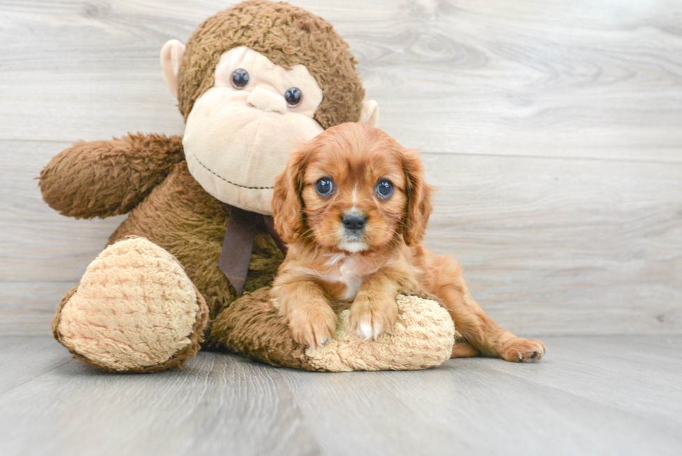 Smart Cavalier King Charles Spaniel Purebred Puppy