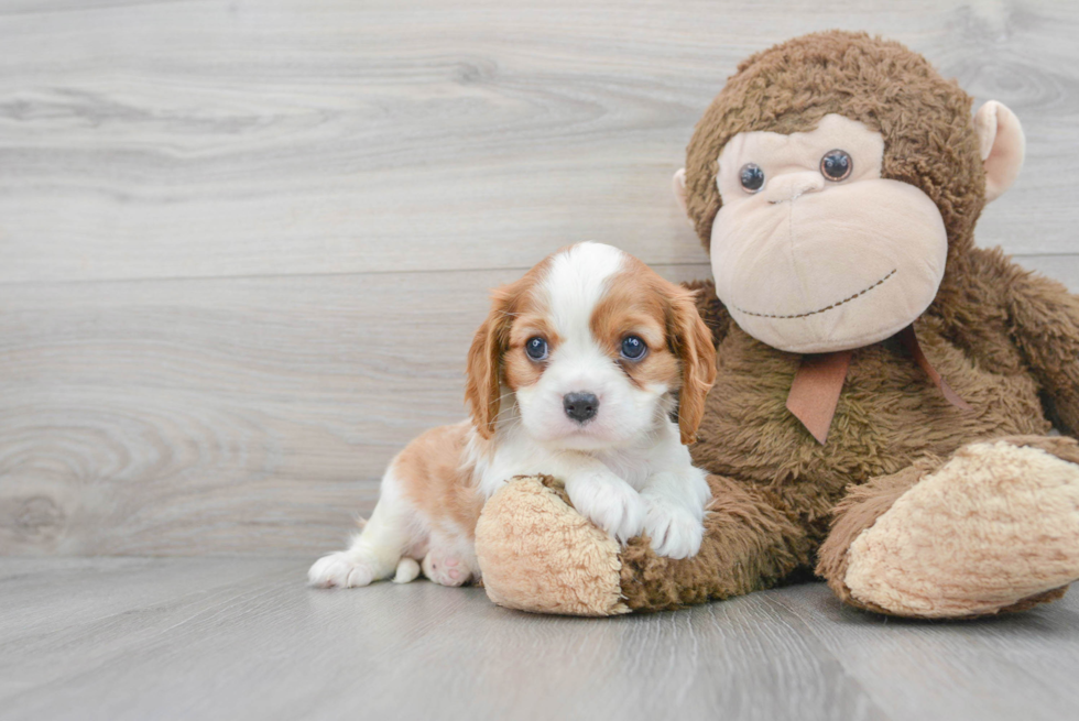 Cavalier King Charles Spaniel Pup Being Cute