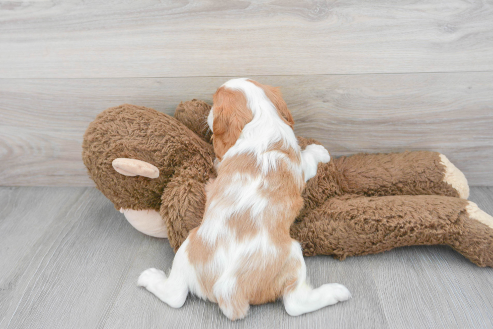 Cavalier King Charles Spaniel Puppy for Adoption