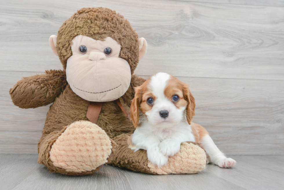 Adorable Cavalier King Charles Spaniel Purebred Puppy
