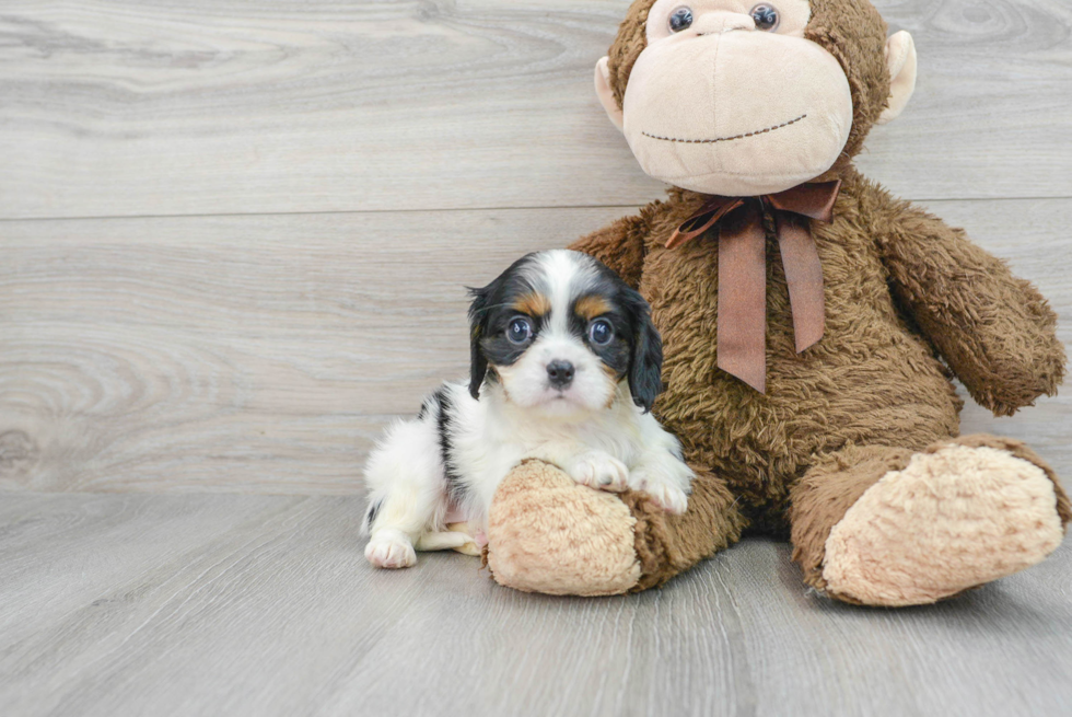 Cavalier King Charles Spaniel Pup Being Cute