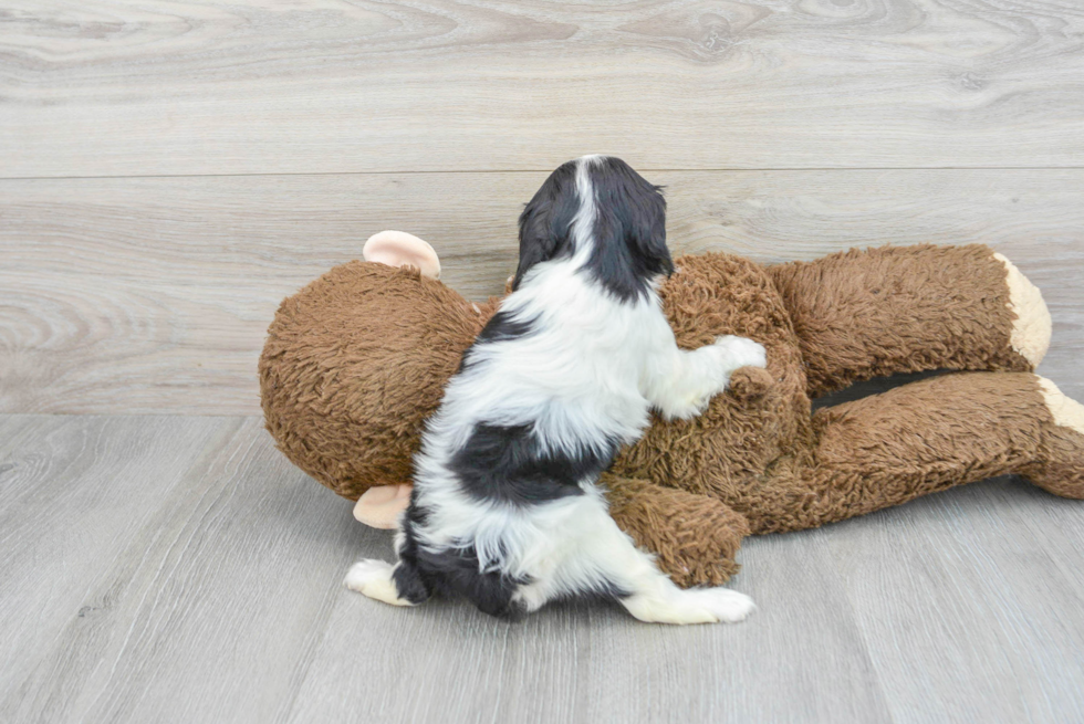 Cavalier King Charles Spaniel Pup Being Cute