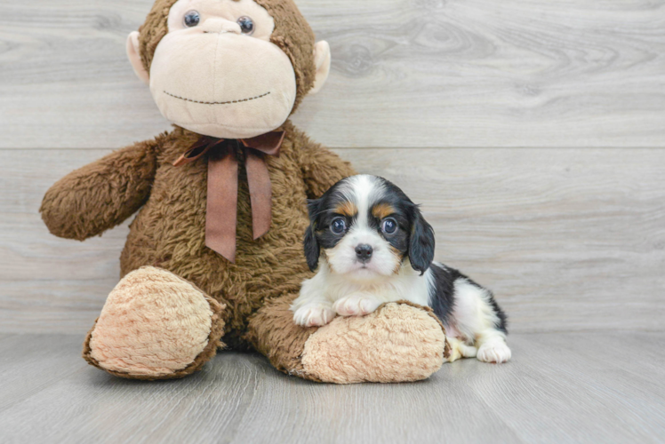 Cavalier King Charles Spaniel Pup Being Cute