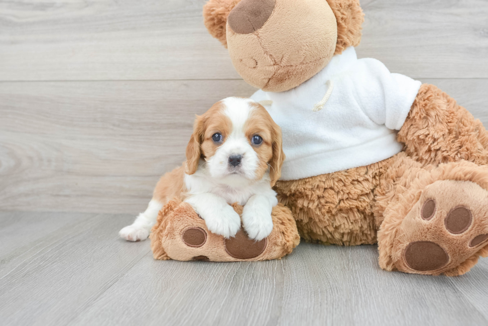 Smart Cavalier King Charles Spaniel Purebred Puppy