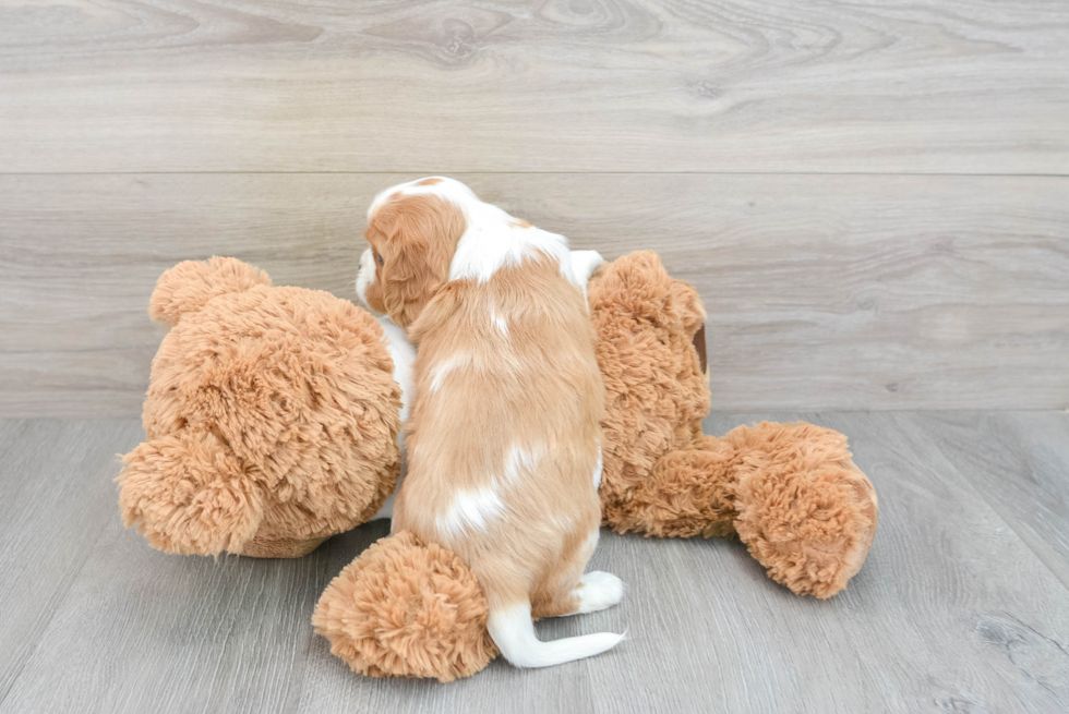Little Cavalier King Charles Spaniel Baby