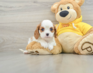 8 week old Cavalier King Charles Spaniel Puppy For Sale - Premier Pups