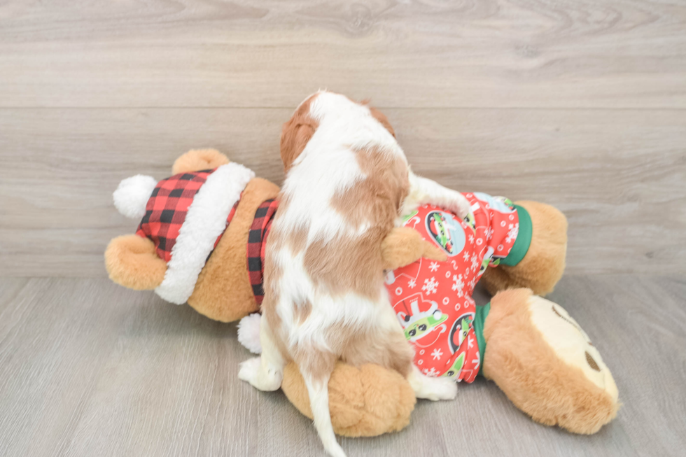 Best Cavalier King Charles Spaniel Baby