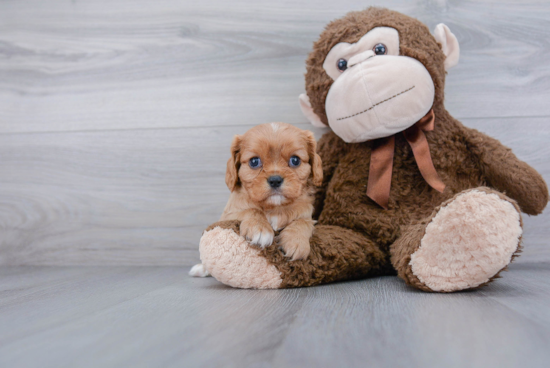 Happy Cavalier King Charles Spaniel Purebred Puppy