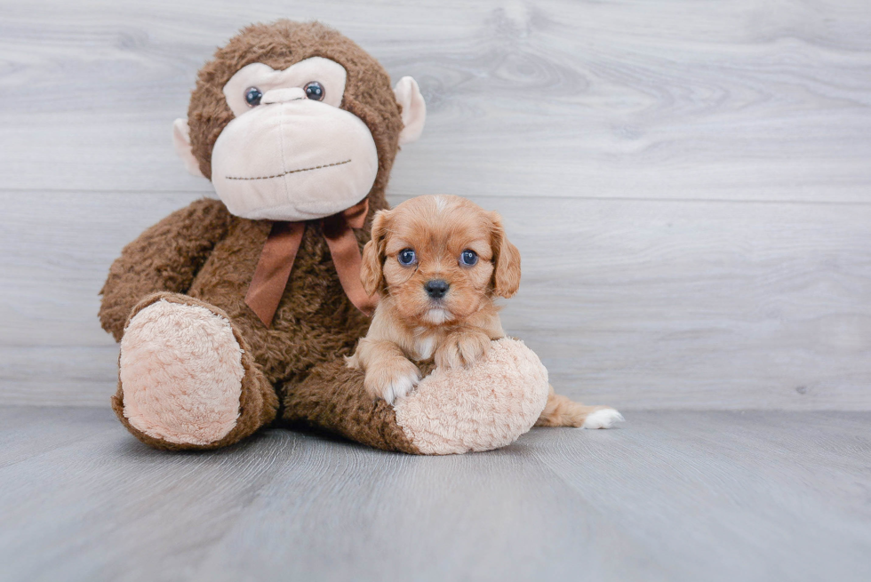 Energetic Cavalier King Charles Spaniel Purebred Puppy