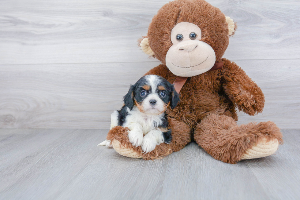 Best Cavalier King Charles Spaniel Baby